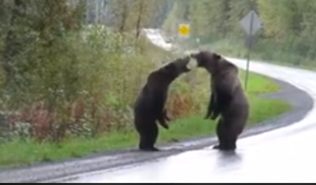 Grizzly Bear Fight Along B C Highway Caught On Video