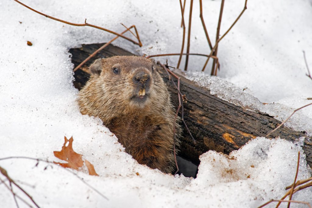 Shubenacadie Sam bows out of Groundhog Day, but Wiarton Willie is ready