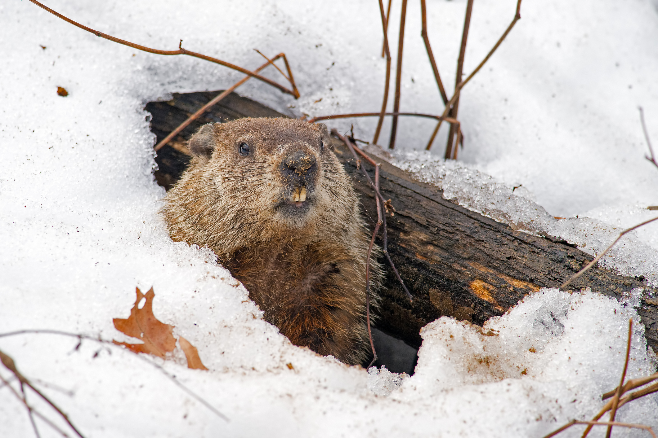 groundhog day shubenacadie sam