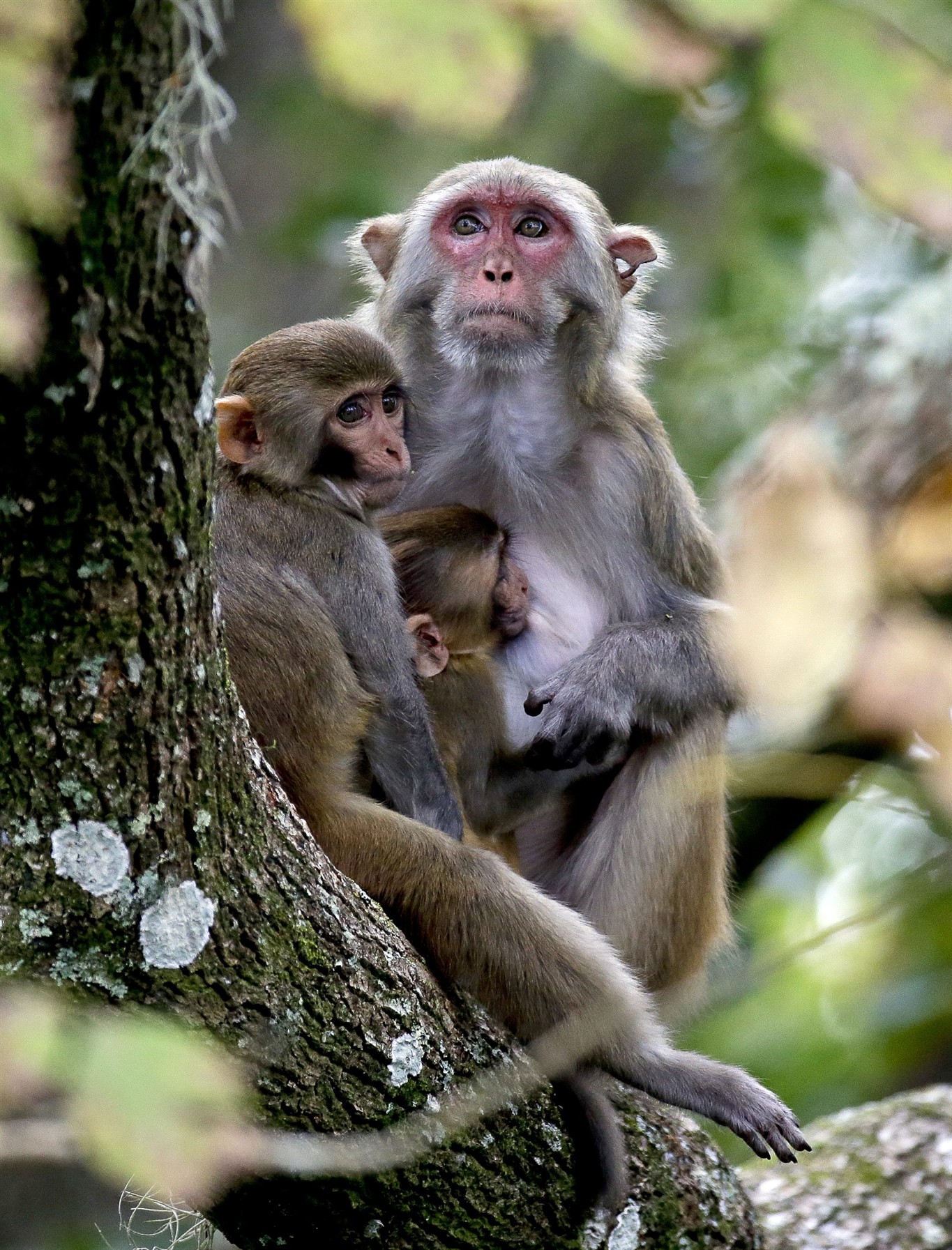 FAU  Origin of Monkeys Living Near an Urban Airport for Decades Confirmed