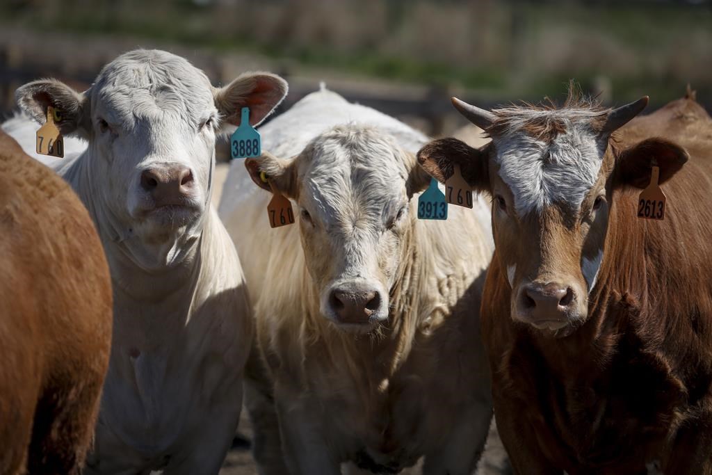 Manitoba Beef Producers hope for measures to combat cattle theft, fraud