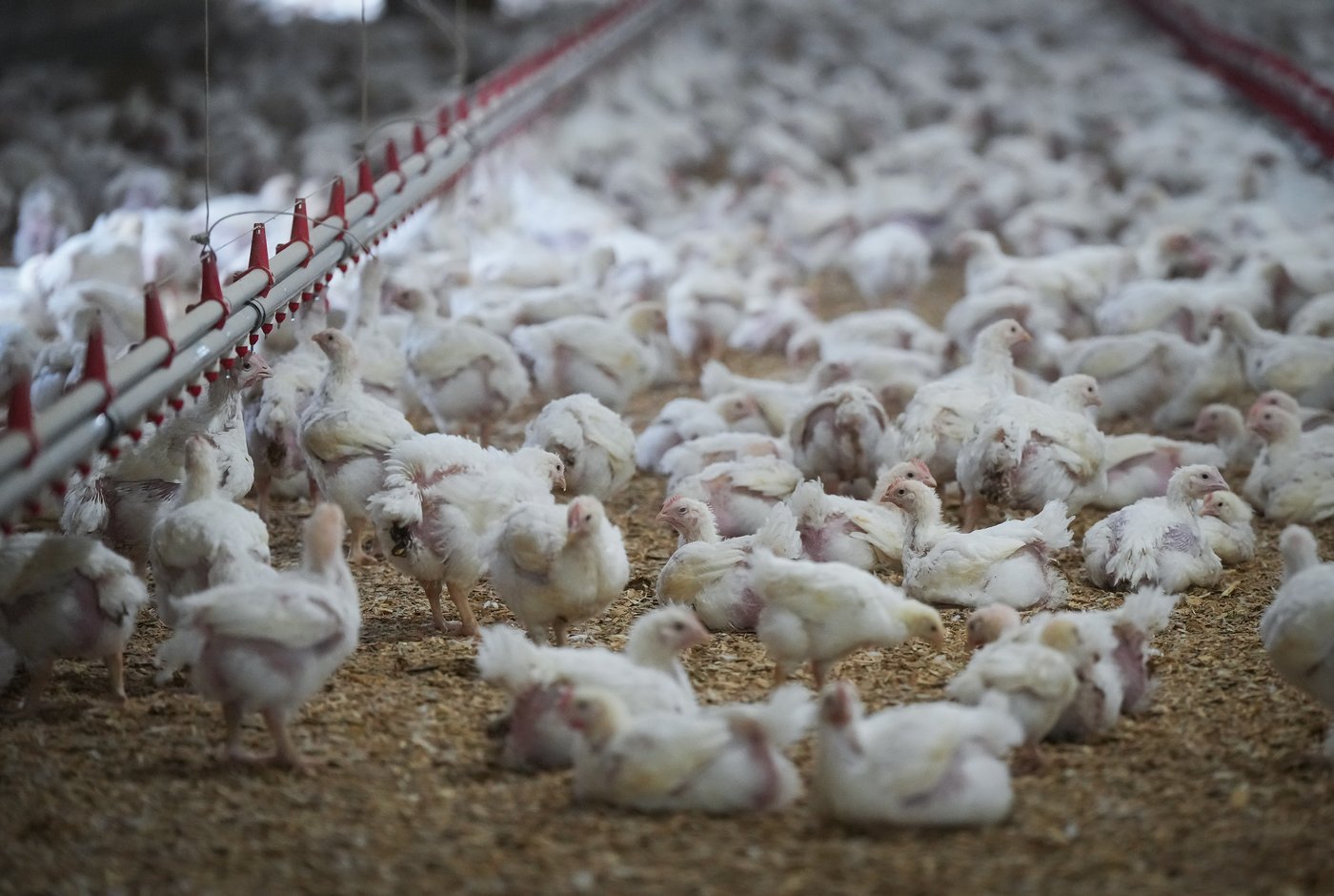 Chicken prices on the rise in Canada amid supply, avian flu concerns
