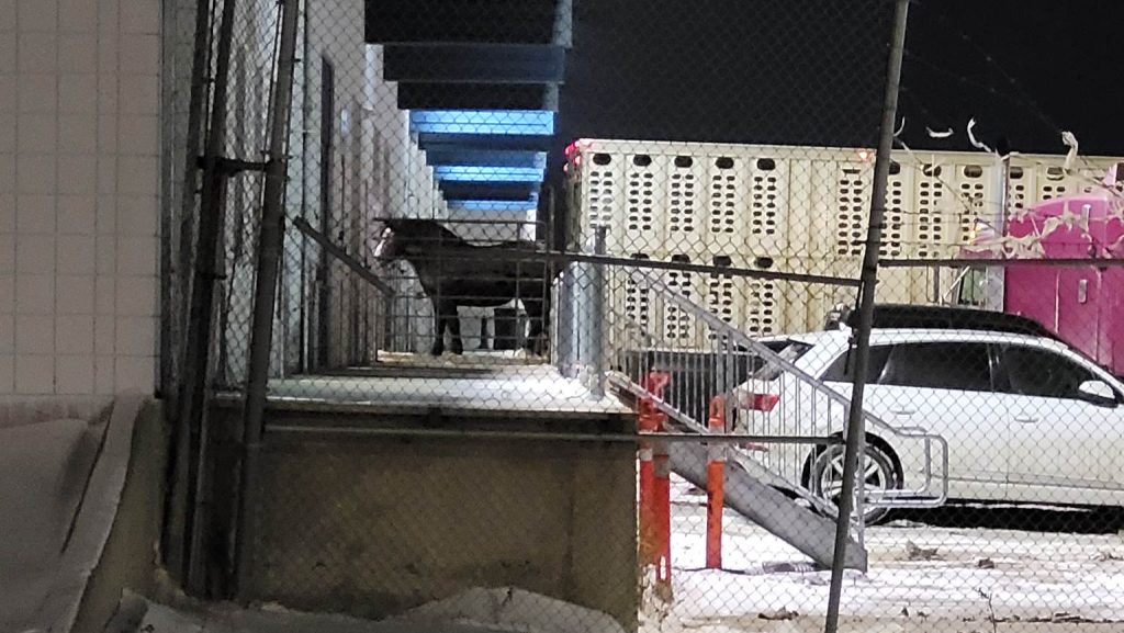 Horses shipped to Japan for slaughter: animal advocacy group takes legal action