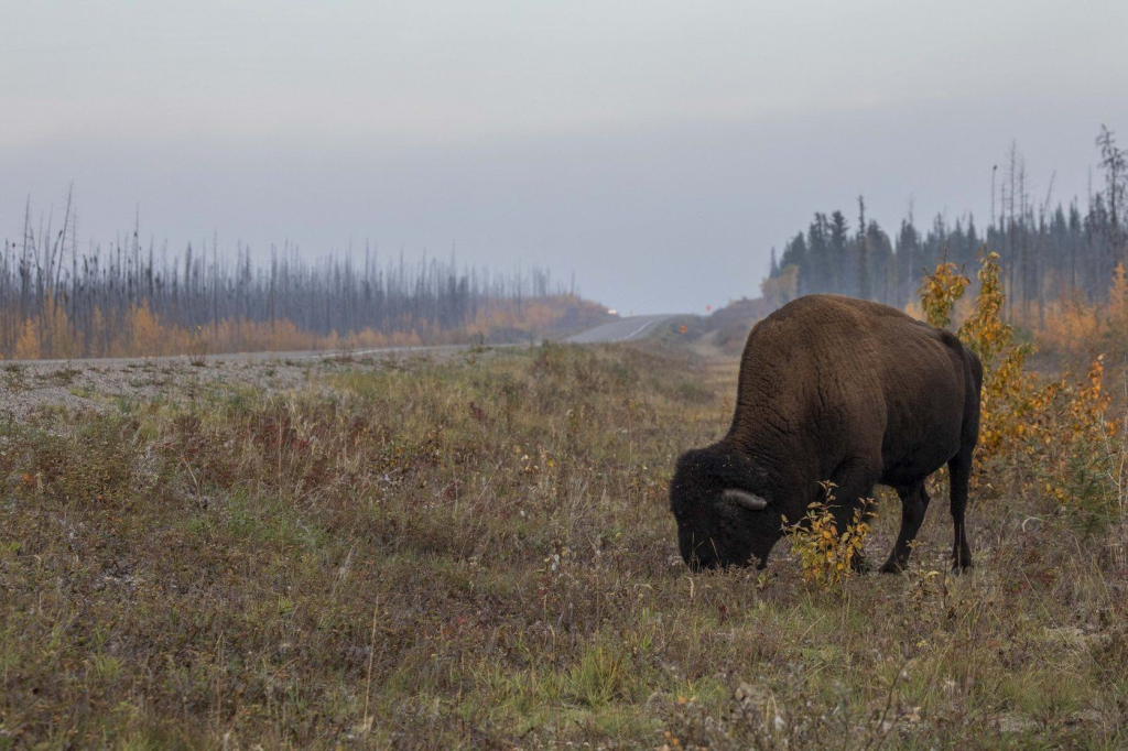 RCMP accuse man of organizing illegal bison hunt on farm in southern Manitoba