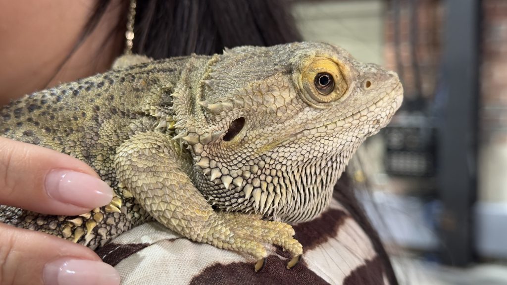 Surviving vs Thriving: calls for better education and care for Winnipeg's reptiles