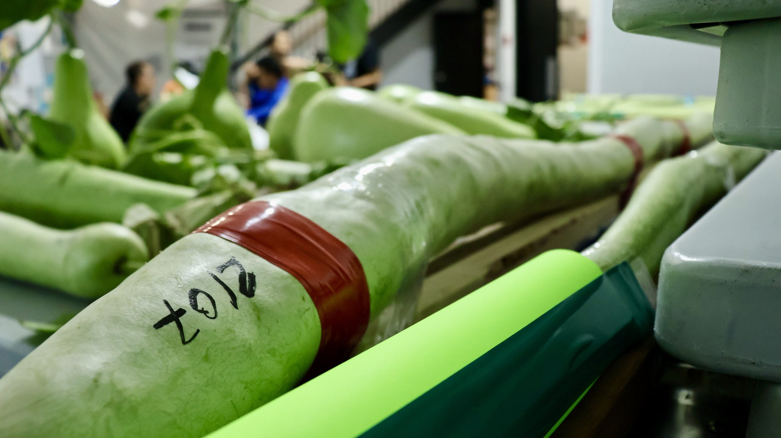 Winnipeg gardeners compete with homegrown vegetables in 5th Filipino festival