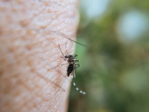 Mosquito season underway in Winnipeg, experts uncertain how bad it will get