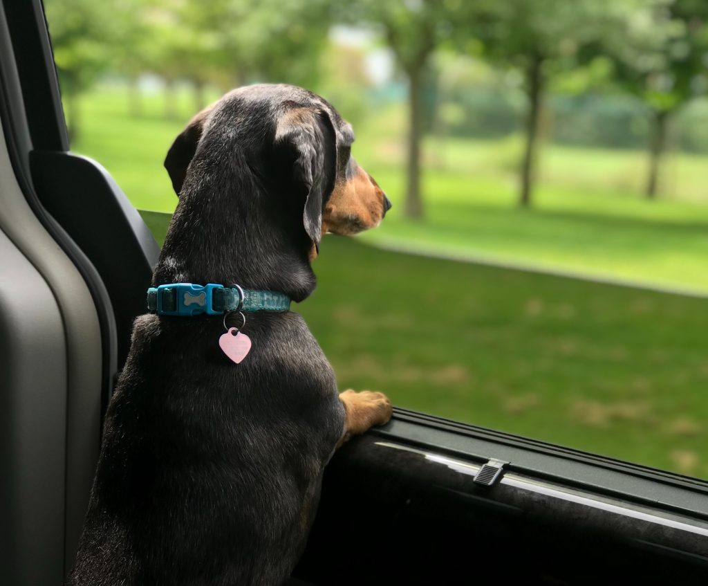 dog in vehicle looking out window