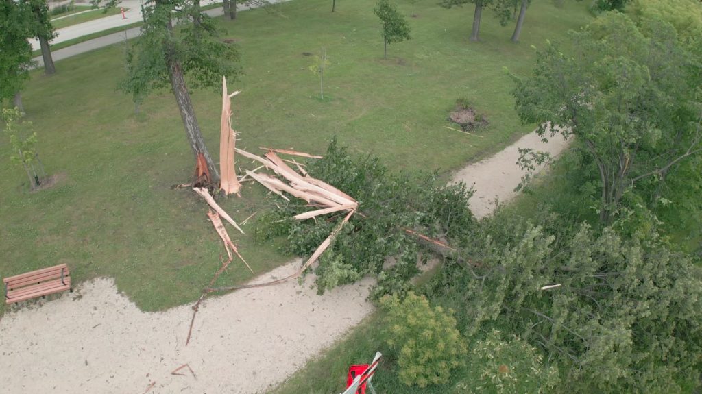 Lightning levels low in Manitoba, but strike still flattens tree in Winnipeg