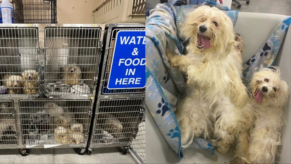 ‘Urine and feces’: 68 dogs living in poor conditions rescued from south Winnipeg home