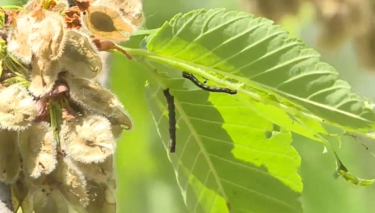 Winnipeg begins monthlong tent caterpillar pesticide program
