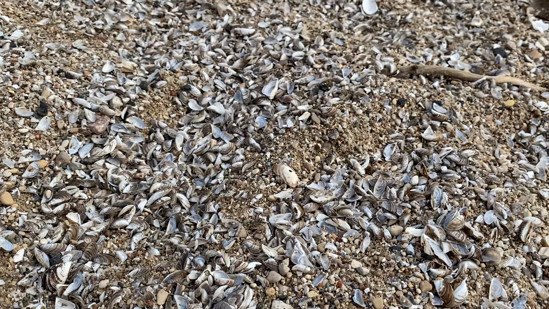 Zebra Mussels Continue To Threaten Manitoba Waterbodies | CityNews Winnipeg