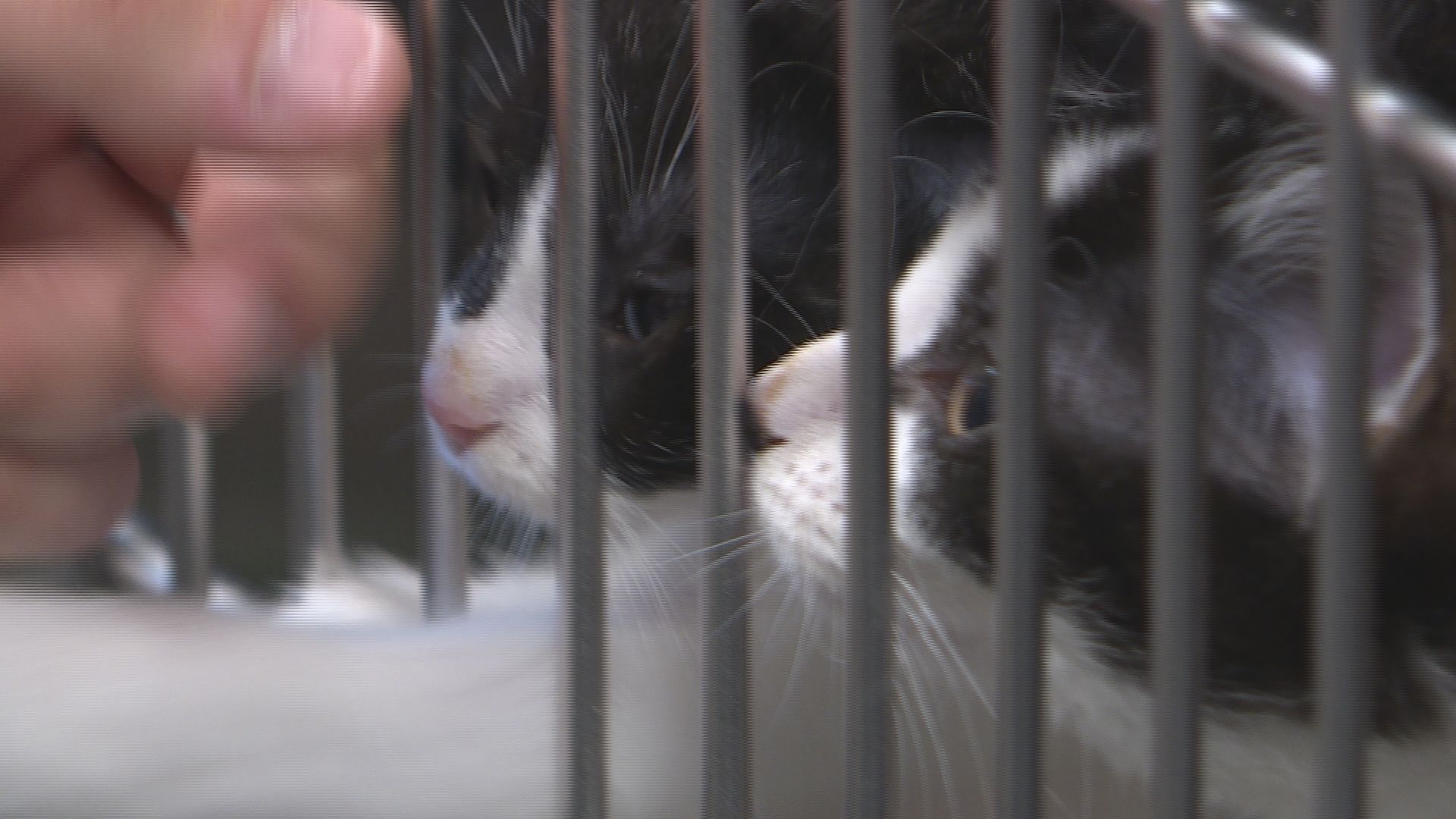 Winnipeg Humane Society survey finds 50% of pet owners have been denied housing because of pets