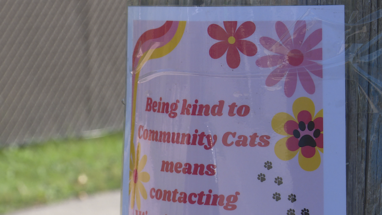 Cat owners in Winnipeg's Point Douglas neighborhood urged to keep pets