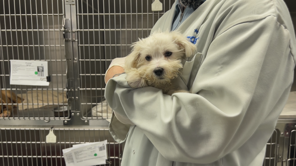Some of the 68 recently rescued dogs in Winnipeg are up for adoption