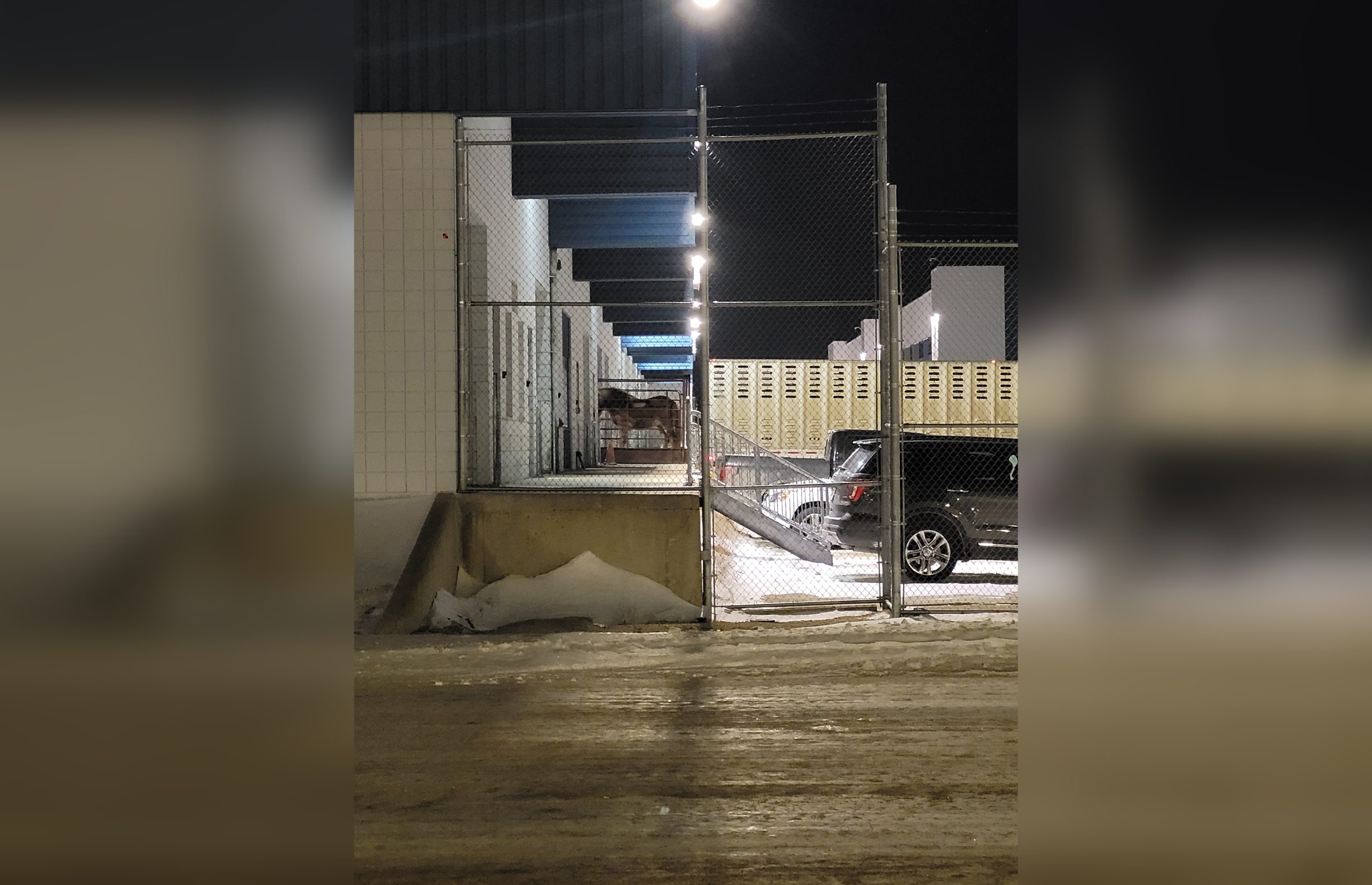 Winnipeg animal rights groups call for ban on live horse shipments